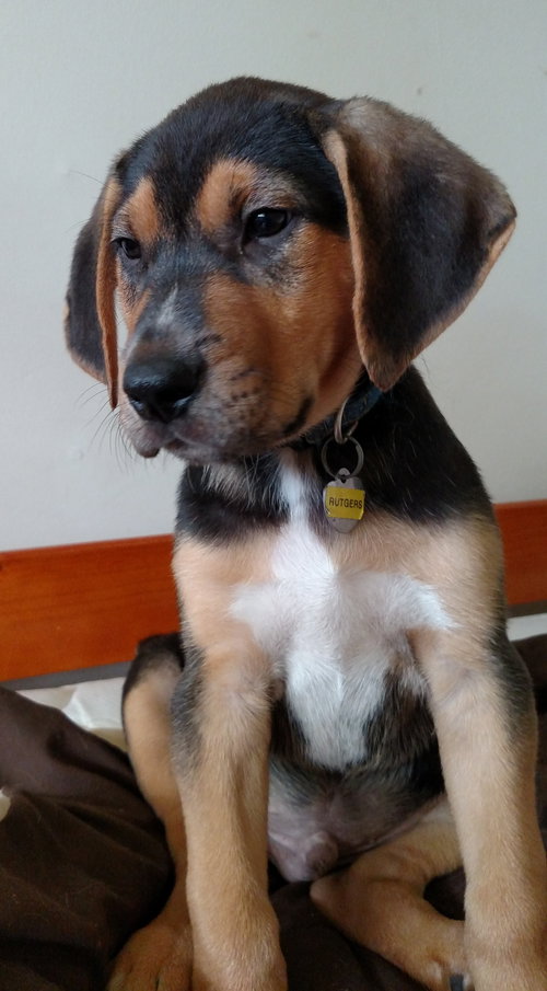 Sn Litter Rutgers - ADOPTED 05.20.15