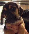 Sn Litter Marianna - ADOPTED 06.10.15