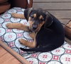 Sn Litter Marianna - ADOPTED 06.10.15