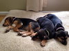 Sn Litter Marianna - ADOPTED 06.10.15