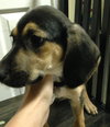 Sn Litter Marianna - ADOPTED 06.10.15