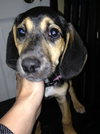 Sn Litter Marianna - ADOPTED 06.10.15