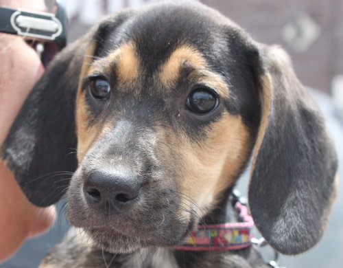 Sn Litter Marianna - ADOPTED 06.10.15