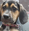 Sn Litter Marianna - ADOPTED 06.10.15