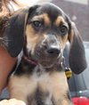 Sn Litter Marianna - ADOPTED 06.10.15