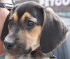 Sn Litter Marianna - ADOPTED 06.10.15