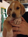 Sn Litter Tula - ADOPTED 05.29.15