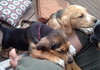 Sn Litter Tula - ADOPTED 05.29.15
