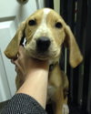 Sn Litter Tula - ADOPTED 05.29.15