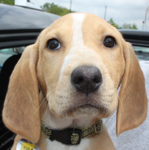 Sn Litter Tula - ADOPTED 05.29.15