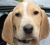 Sn Litter Tula - ADOPTED 05.29.15