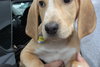 Sn Litter Tula - ADOPTED 05.29.15
