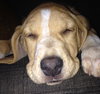 Sn Litter Tula - ADOPTED 05.29.15