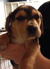 Sn Litter Ethel - ADOPTED 05.28.15