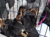 Sn Litter Ethel - ADOPTED 05.28.15