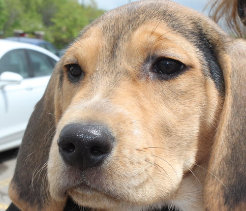 Sn Litter Ethel - ADOPTED 05.28.15