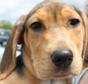 Sn Litter Ethel - ADOPTED 05.28.15