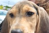 Sn Litter Ethel - ADOPTED 05.28.15