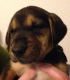 Sn Litter Gertie - ADOPTED 06.01.15
