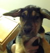 Sn Litter Gertie - ADOPTED 06.01.15