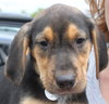 Sn Litter Gertie - ADOPTED 06.01.15