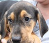 Sn Litter Gertie - ADOPTED 06.01.15