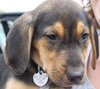 Sn Litter Gertie - ADOPTED 06.01.15