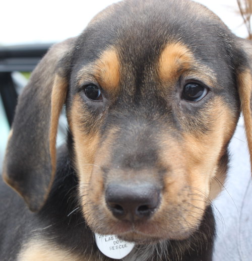 Sn Litter Gertie - ADOPTED 06.01.15