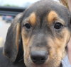 Sn Litter Gertie - ADOPTED 06.01.15