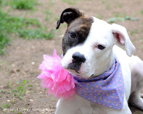 Margo - ADOPTED 05.26.15