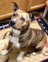 Shandy - ADOPTED 06.11.15
