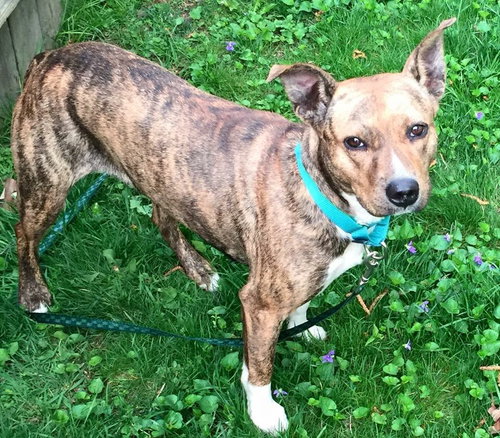 Shandy - ADOPTED 06.11.15