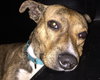 Shandy - ADOPTED 06.11.15