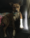 Shandy - ADOPTED 06.11.15