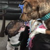 Shandy - ADOPTED 06.11.15