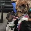 Shandy - ADOPTED 06.11.15