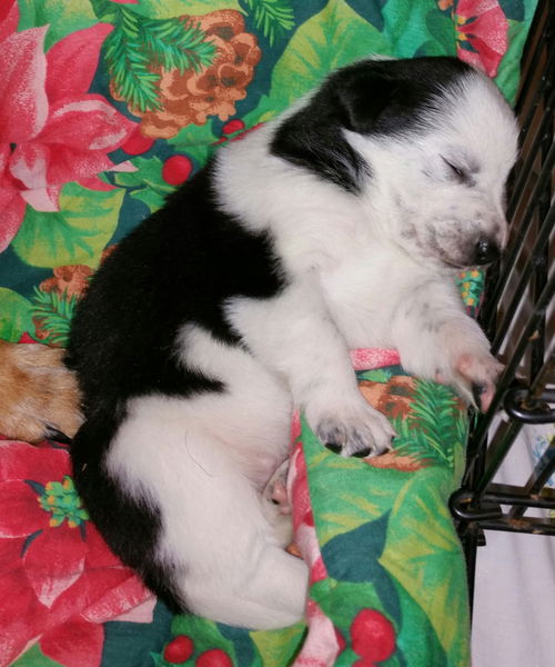 Tn Litter Todd - ADOPTED 05.24.15