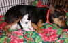 Tn Litter Todd - ADOPTED 05.24.15
