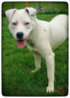 Brooklyn-ADOPTED-7.31.15