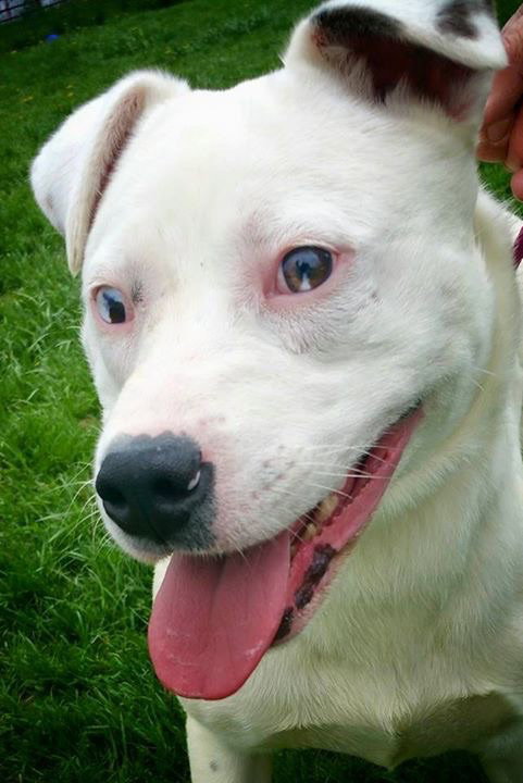 Brooklyn-ADOPTED-7.31.15