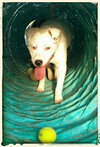 Brooklyn-ADOPTED-7.31.15