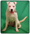 Brooklyn-ADOPTED-7.31.15
