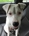 Brooklyn-ADOPTED-7.31.15
