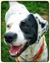 Gypsy - ADOPTED 5.31.15