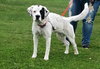 Gypsy - ADOPTED 5.31.15