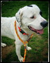 Gypsy - ADOPTED 5.31.15