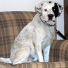Gypsy - ADOPTED 5.31.15