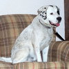 Gypsy - ADOPTED 5.31.15