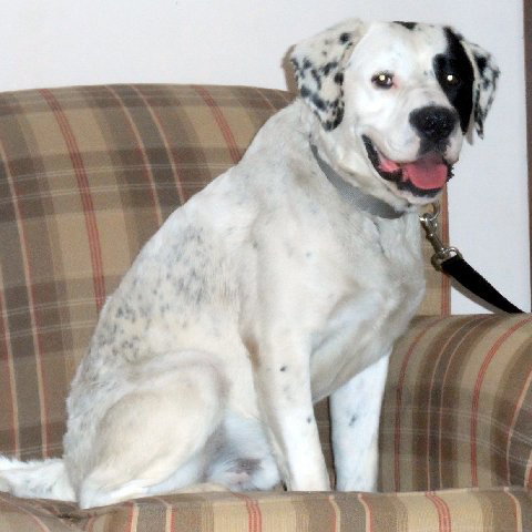 Gypsy - ADOPTED 5.31.15