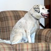 Gypsy - ADOPTED 5.31.15